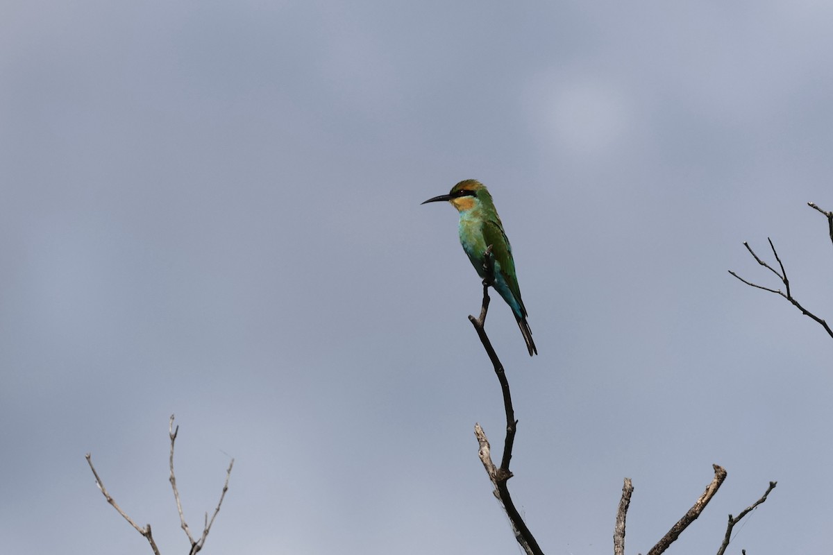 Rainbow Bee-eater - ML618302587