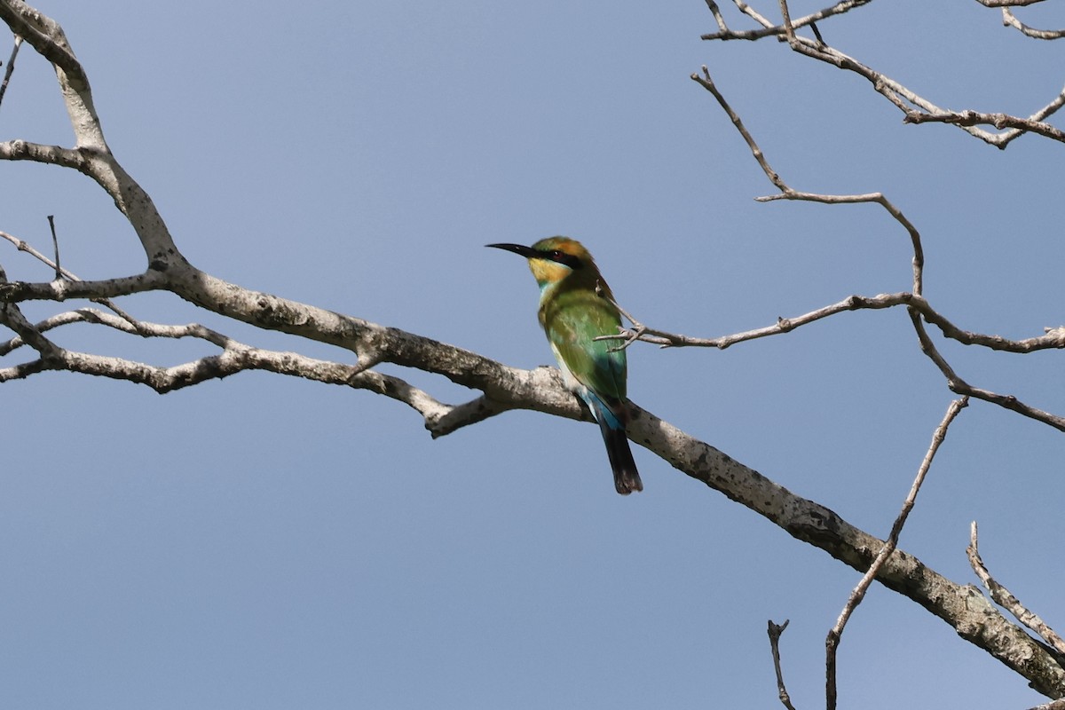 Rainbow Bee-eater - ML618302588