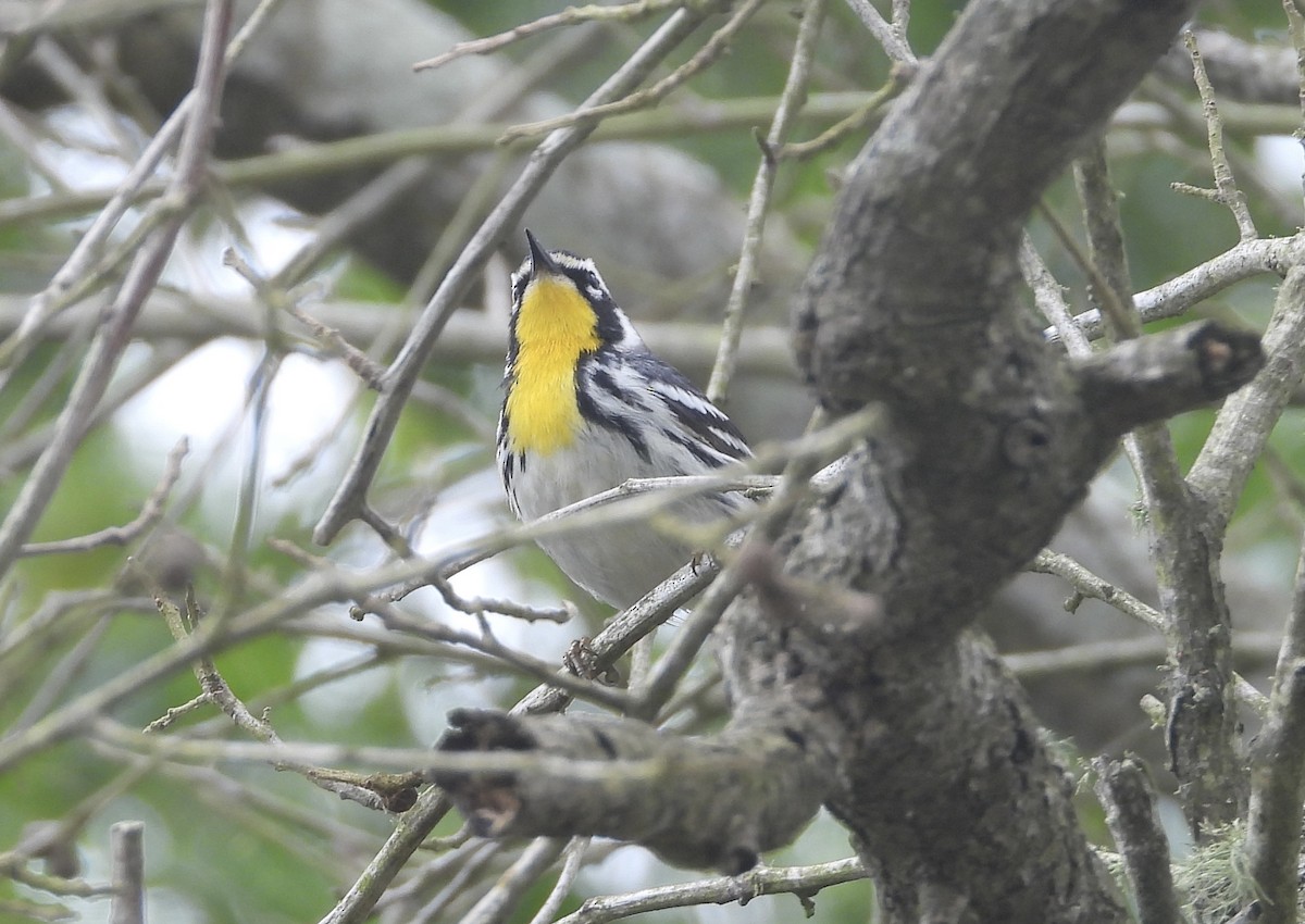 Yellow-throated Warbler (dominica/stoddardi) - ML618302592