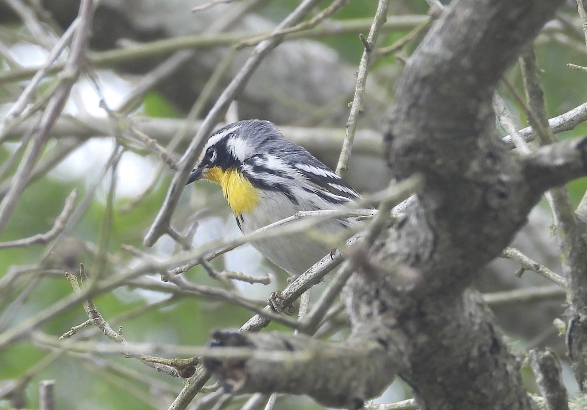 Yellow-throated Warbler (dominica/stoddardi) - ML618302593