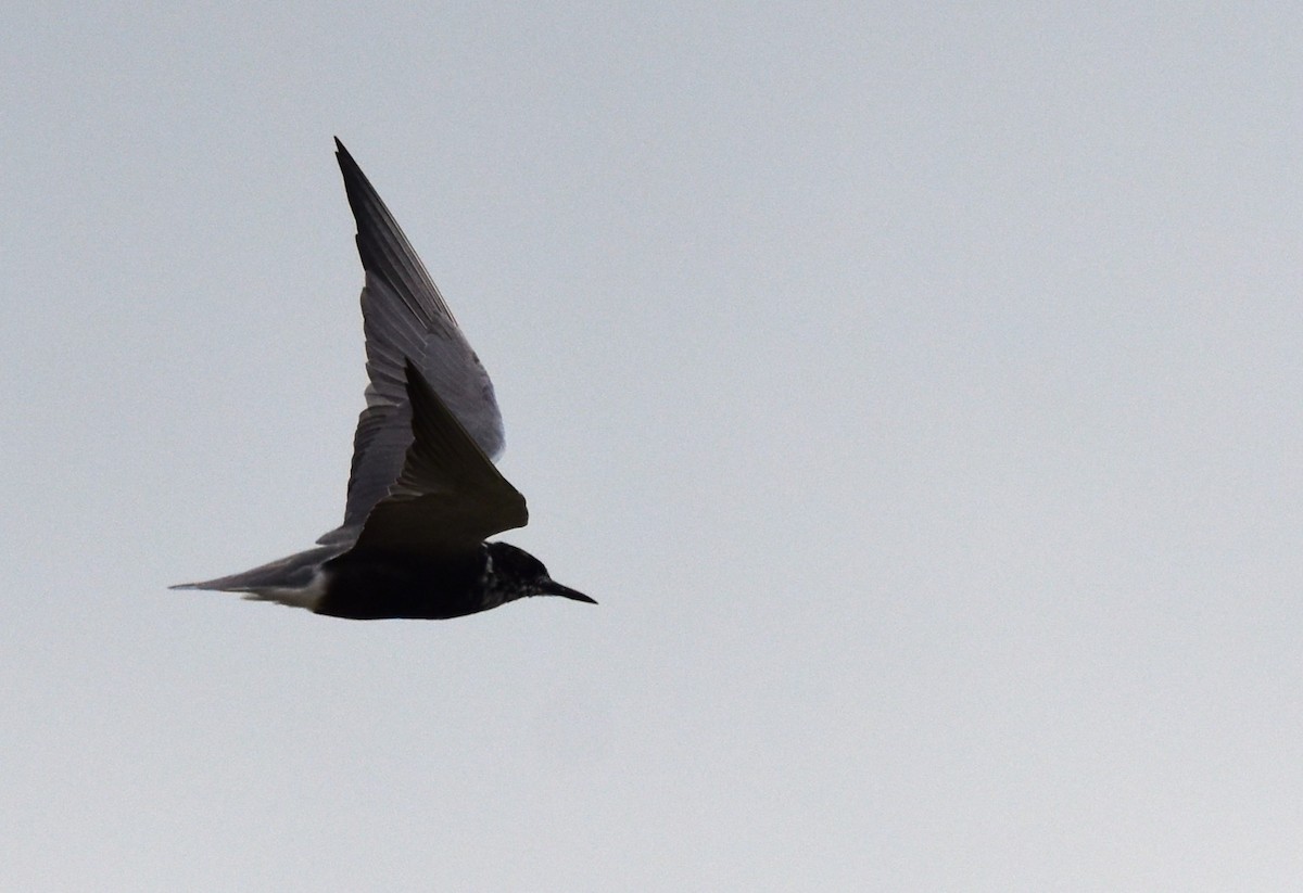 Black Tern - ML618302630
