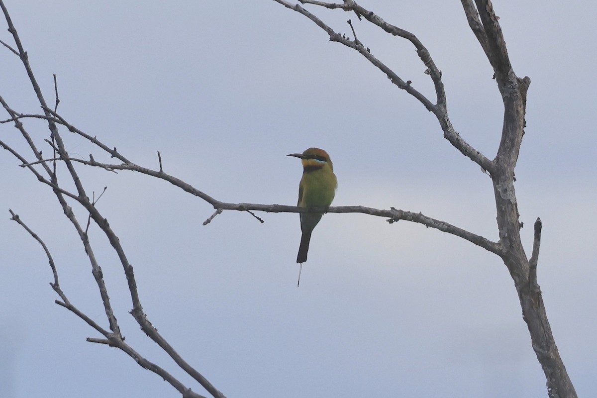 Rainbow Bee-eater - Dennis Devers