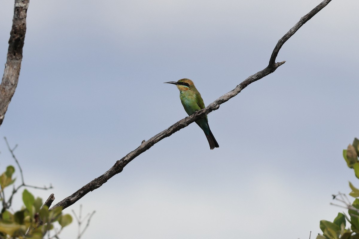 Rainbow Bee-eater - ML618302635