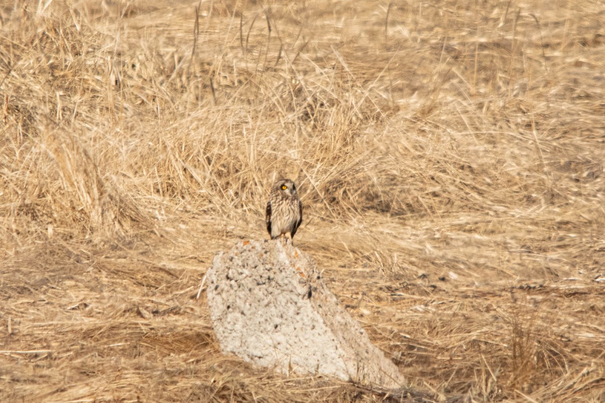 Short-eared Owl - ML618302637
