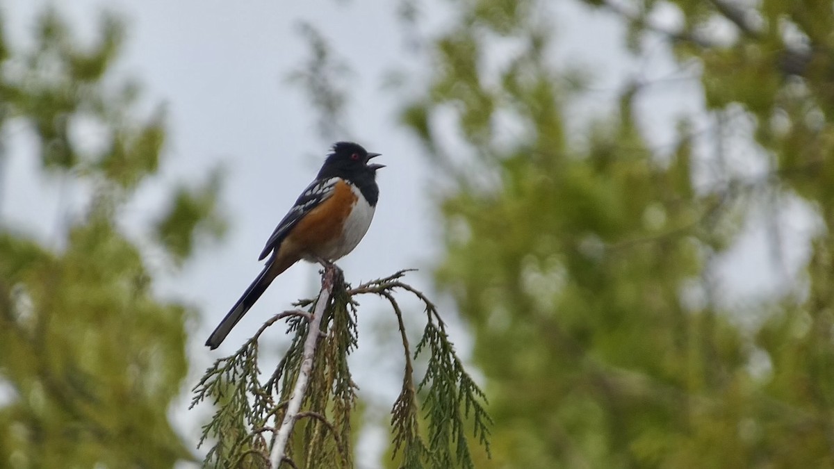 Spotted Towhee - ML618302638