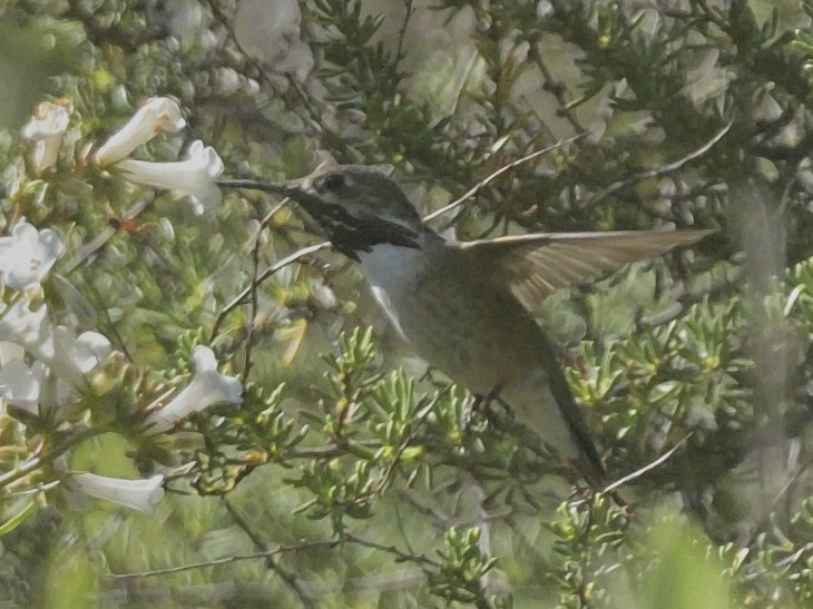 Calliope Hummingbird - ML618302690