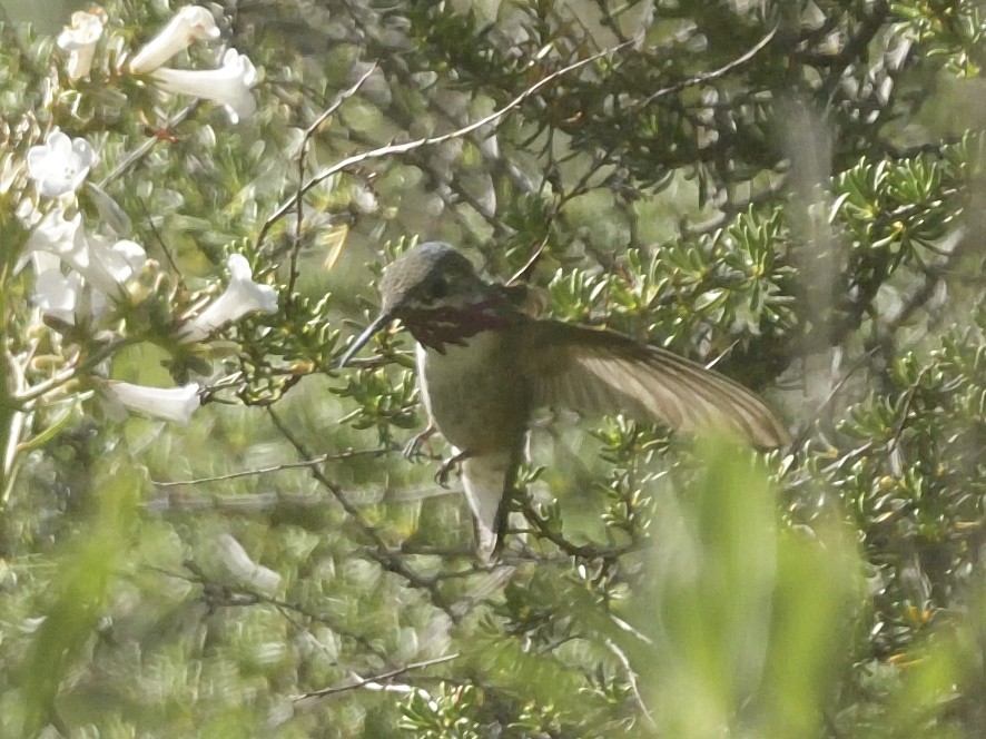 Calliope Hummingbird - ML618302691