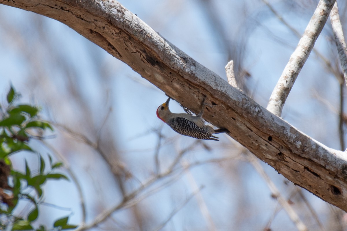 Yucatan Woodpecker - ML618302697