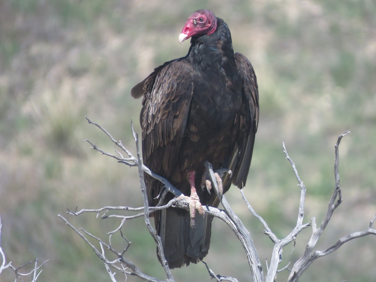 Turkey Vulture - ML618302737