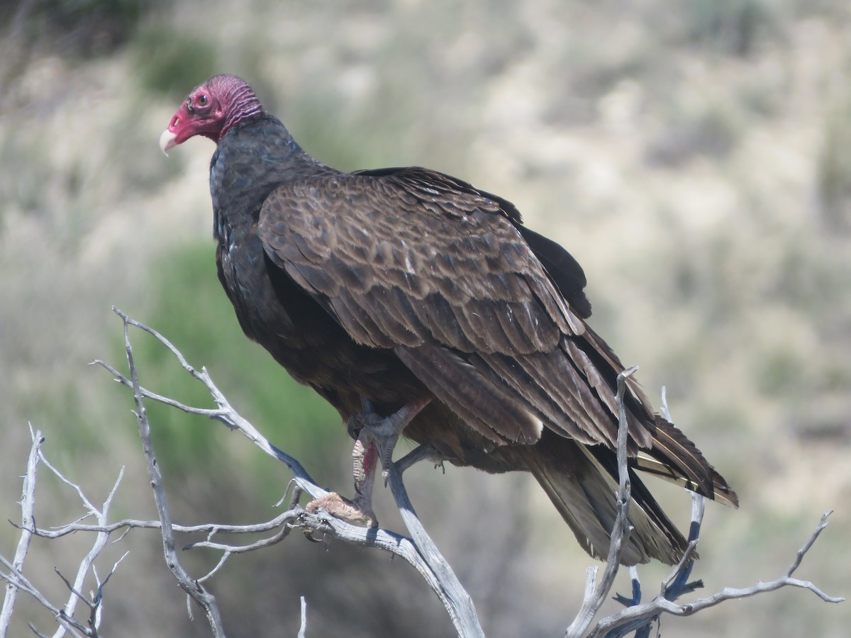 Turkey Vulture - ML618302738