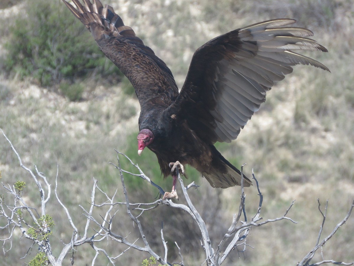 Turkey Vulture - Michael Britten