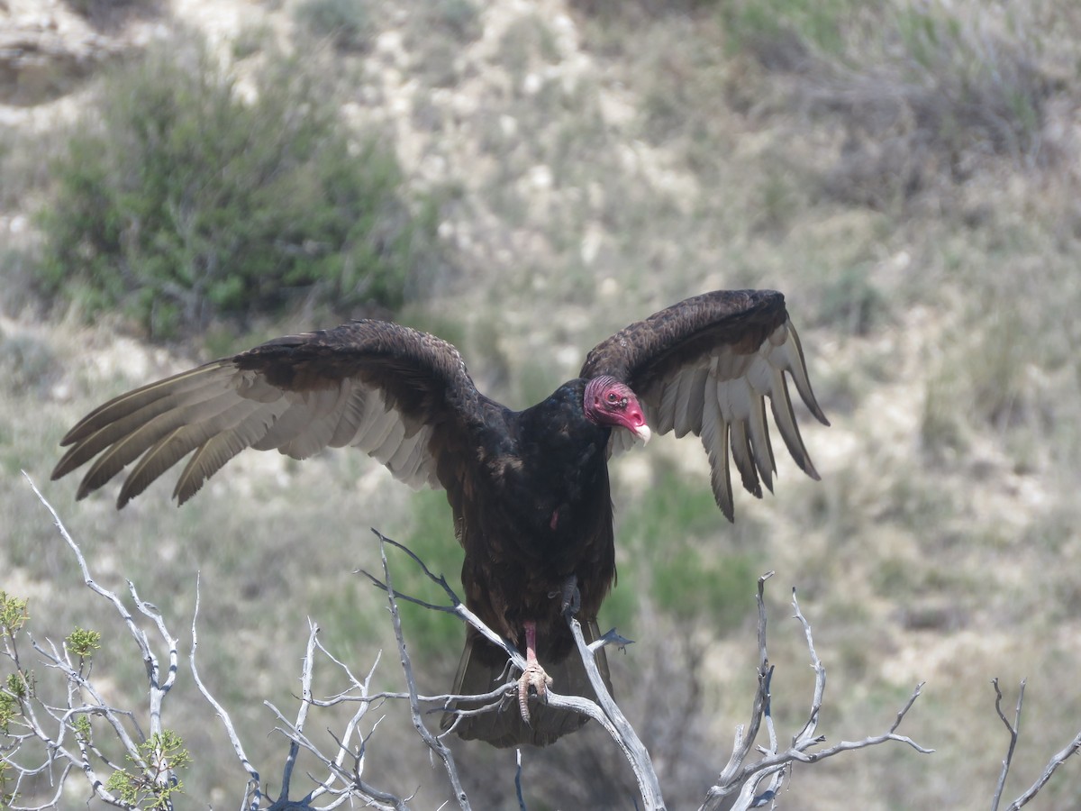 Turkey Vulture - ML618302741
