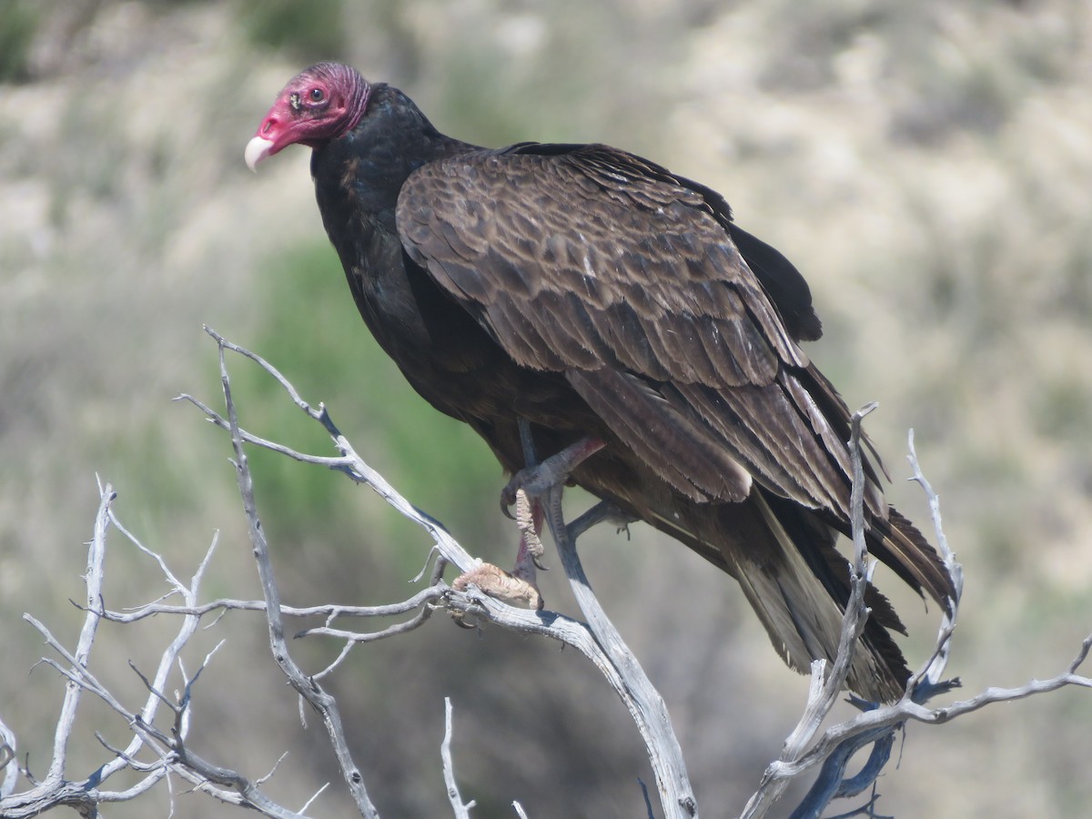Turkey Vulture - ML618302742