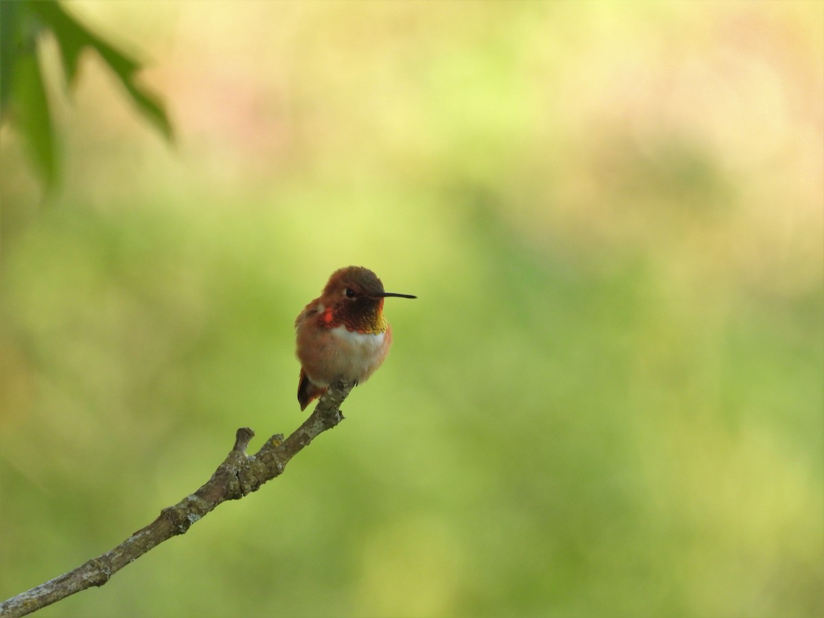 Rufous Hummingbird - Kellie Sagen 🦉