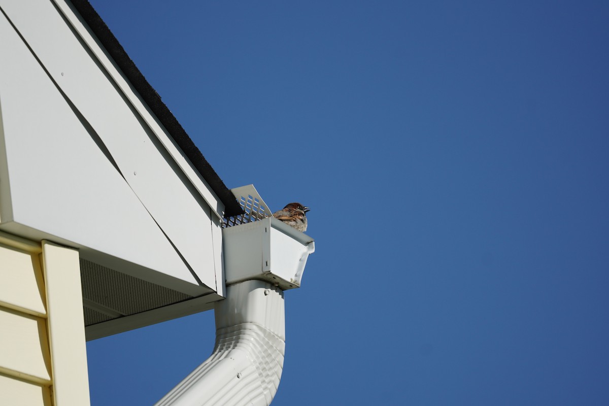House Sparrow - ML618302792
