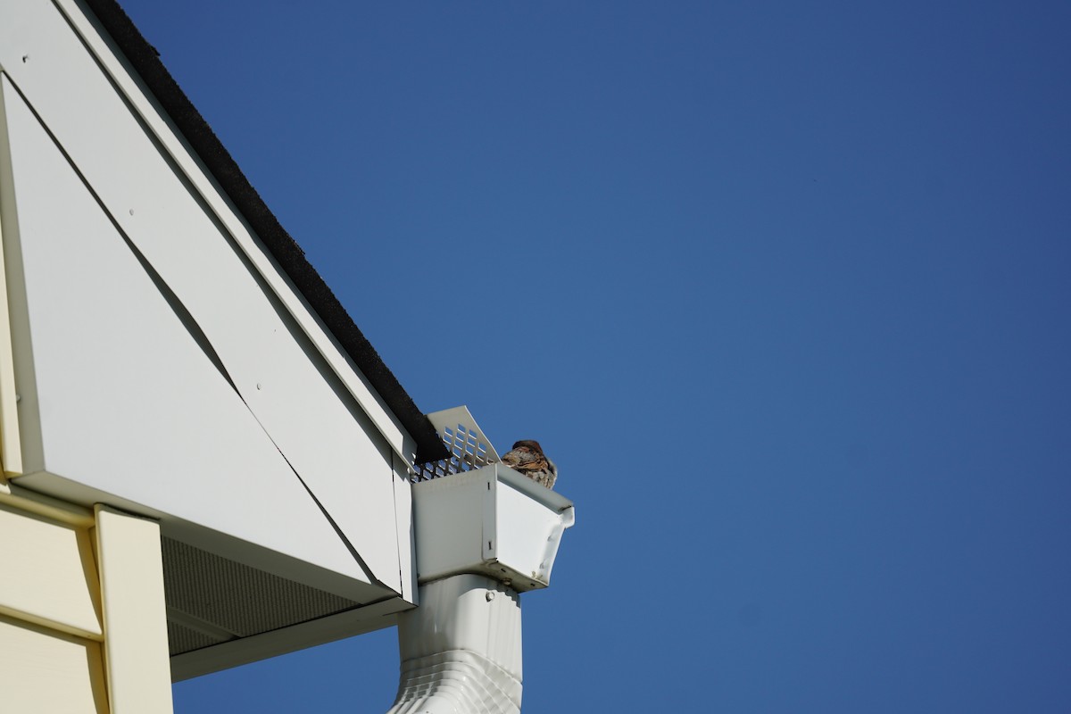 House Sparrow - ML618302793