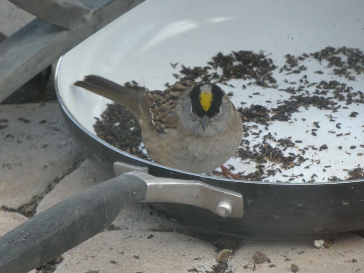 Golden-crowned Sparrow - ML618302819
