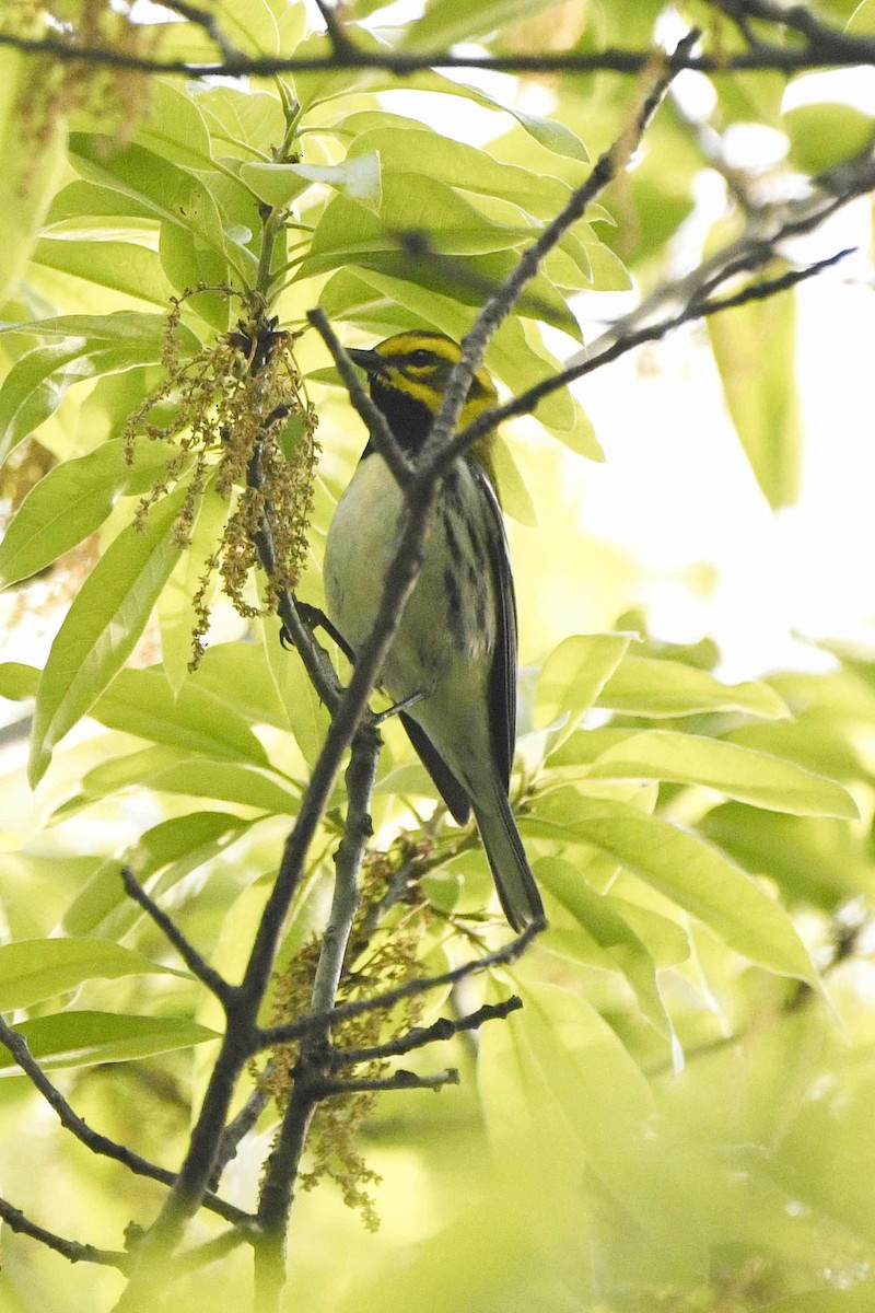 Black-throated Green Warbler - ML618302823