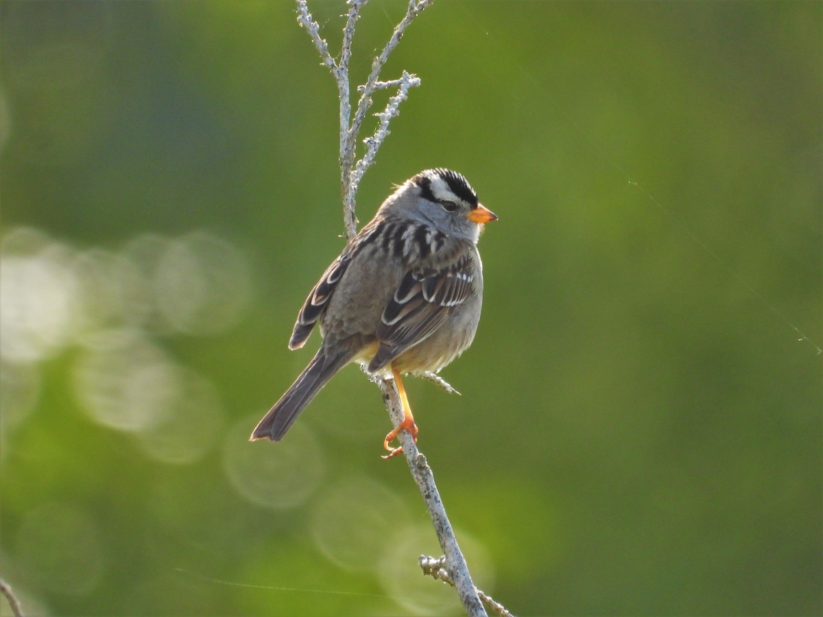 White-crowned Sparrow - Kellie Sagen 🦉