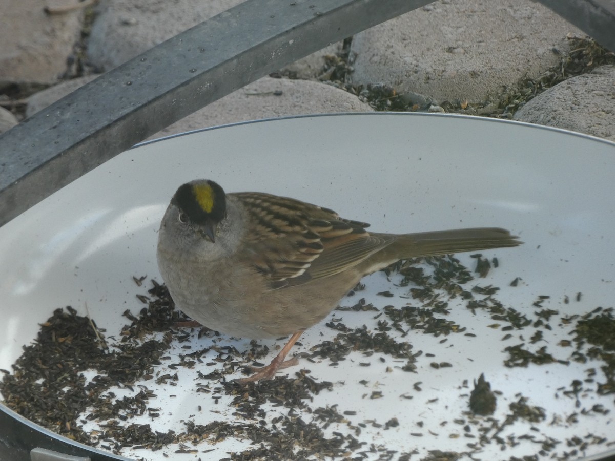 Golden-crowned Sparrow - ML618302863