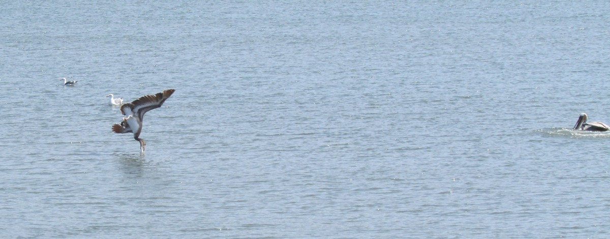 pelikán hnědý - ML618302874