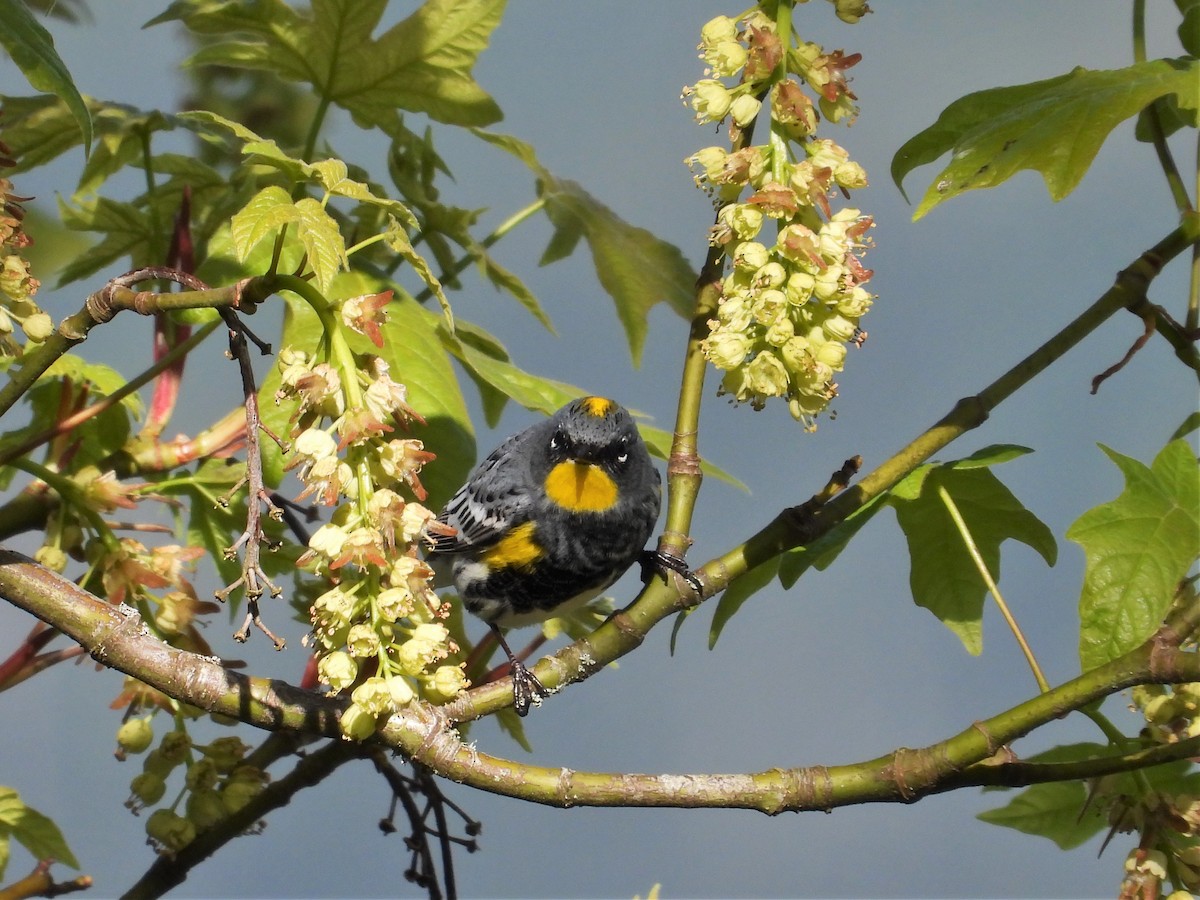 Yellow-rumped Warbler (Audubon's) - ML618302888
