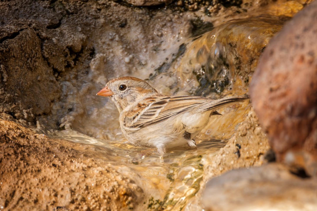 Field Sparrow - ML618302923