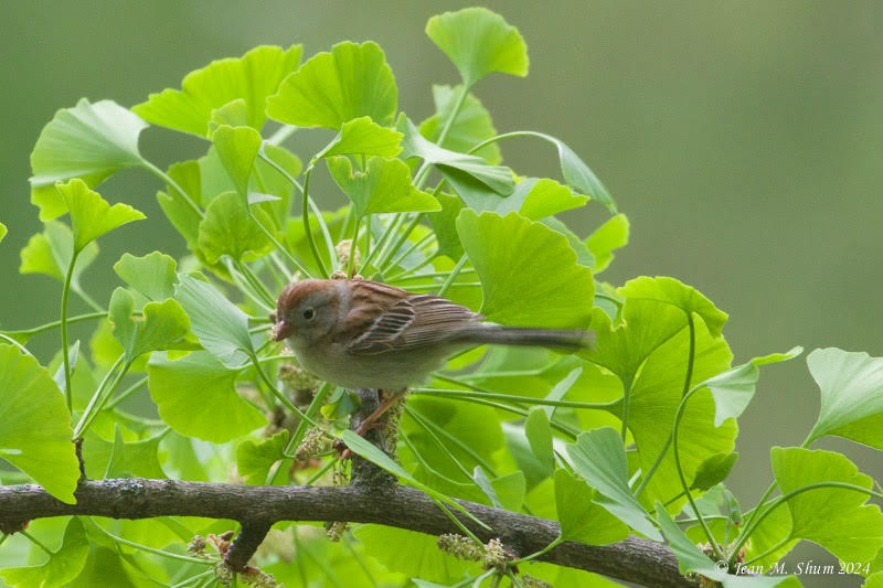 Field Sparrow - ML618302927