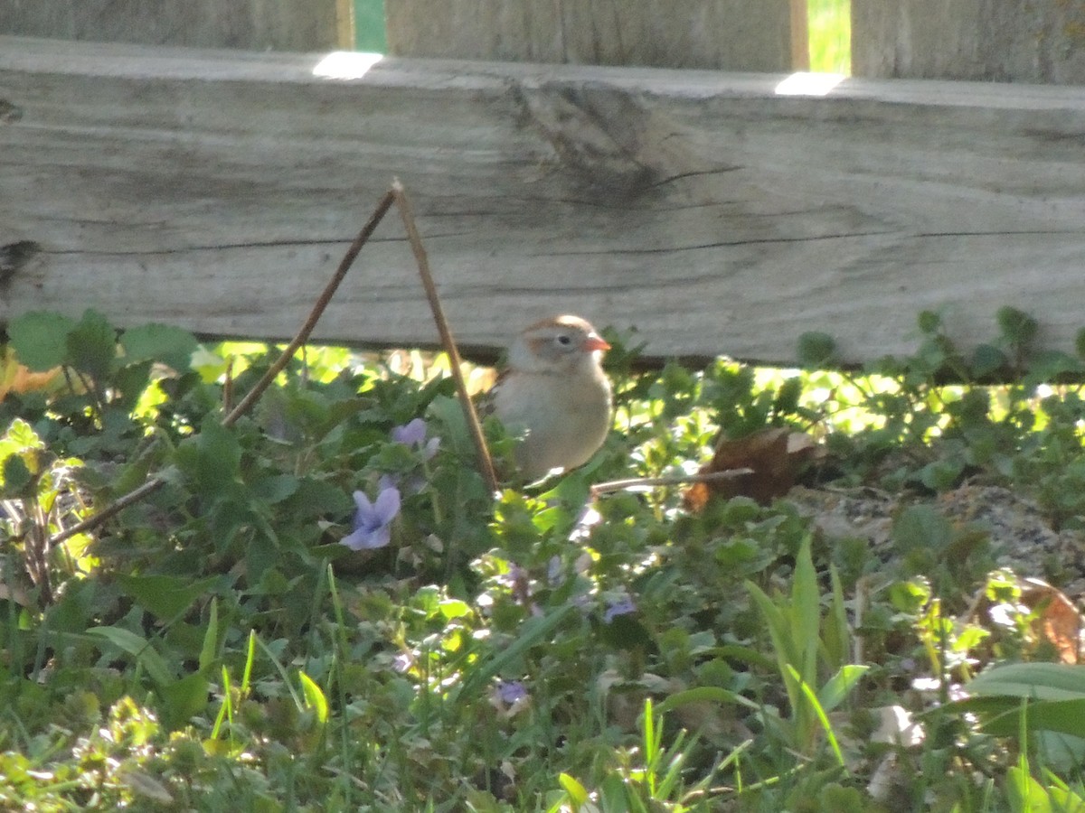 Field Sparrow - ML618302936