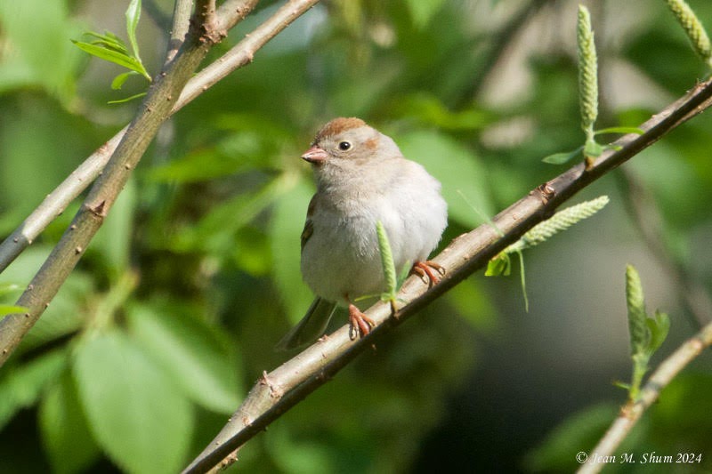 Field Sparrow - ML618302937