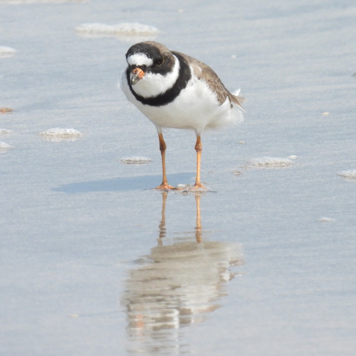 Semipalmated Plover - ML618302955