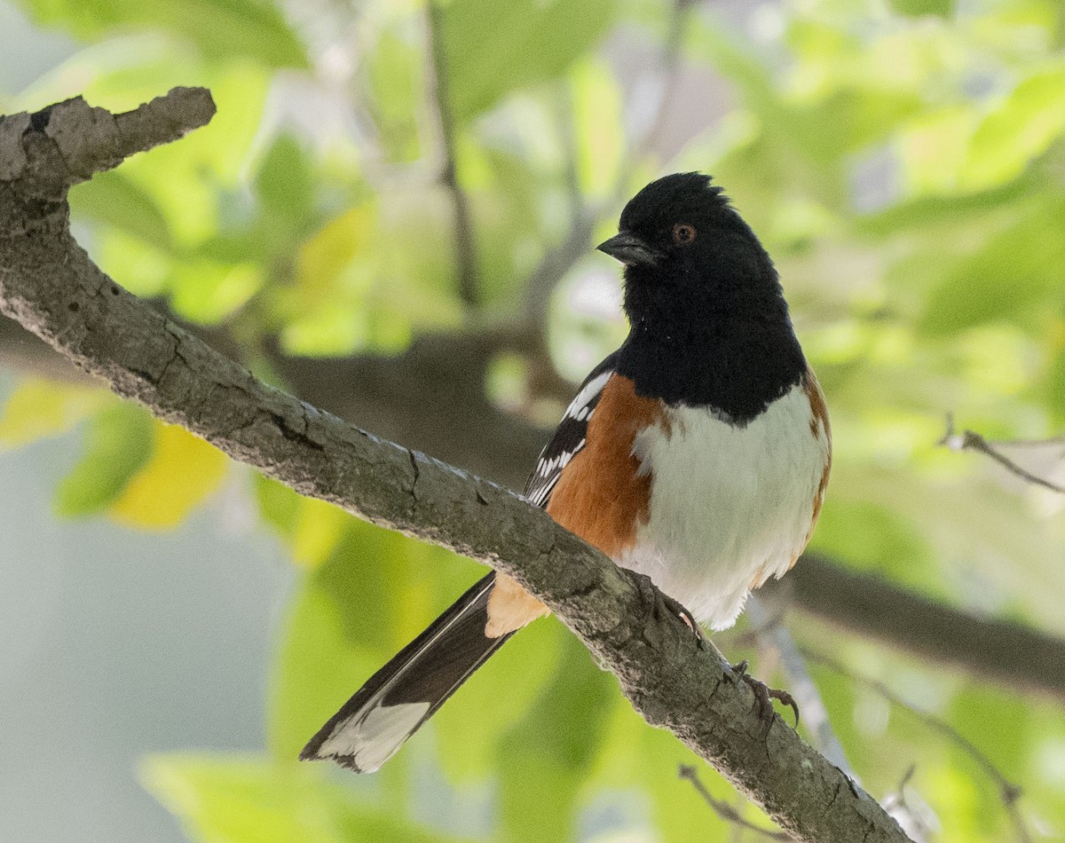 Spotted Towhee - Steve Hovey
