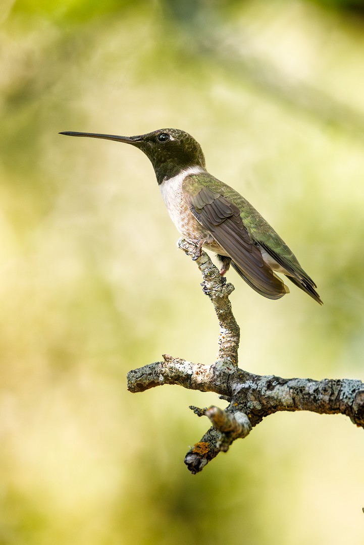 Black-chinned Hummingbird - ML618302978