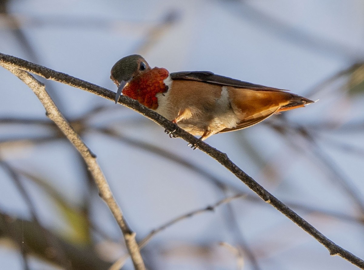 Rufous/Allen's Hummingbird - ML618302986