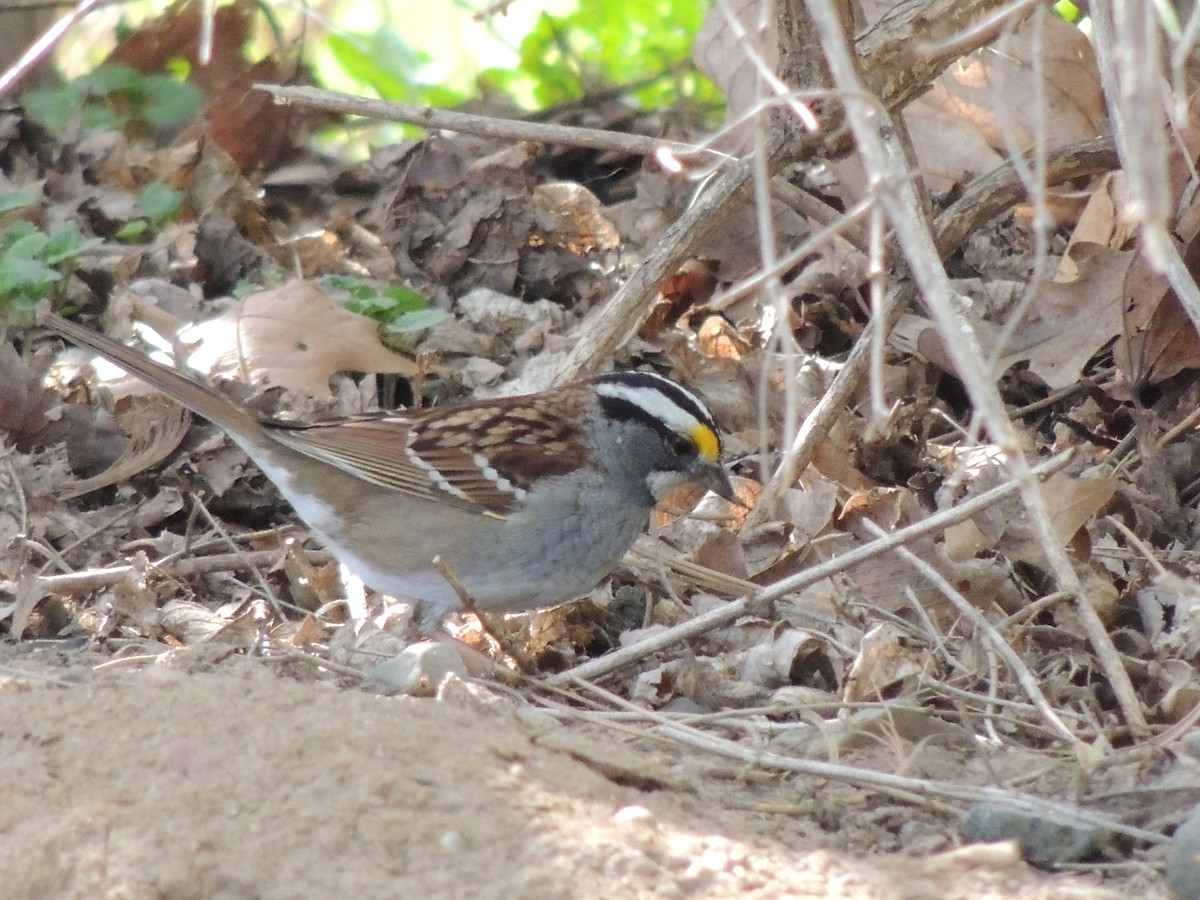 White-throated Sparrow - ML618302988