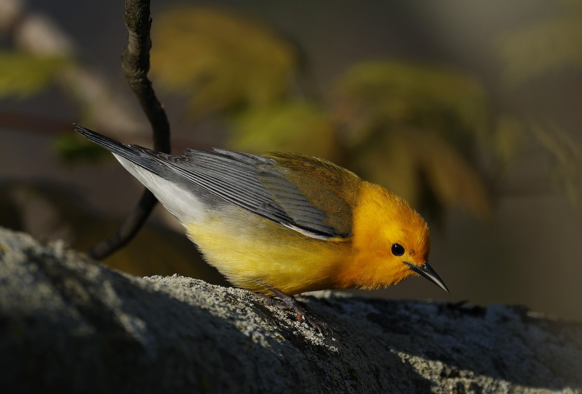 Prothonotary Warbler - Rob Crawford