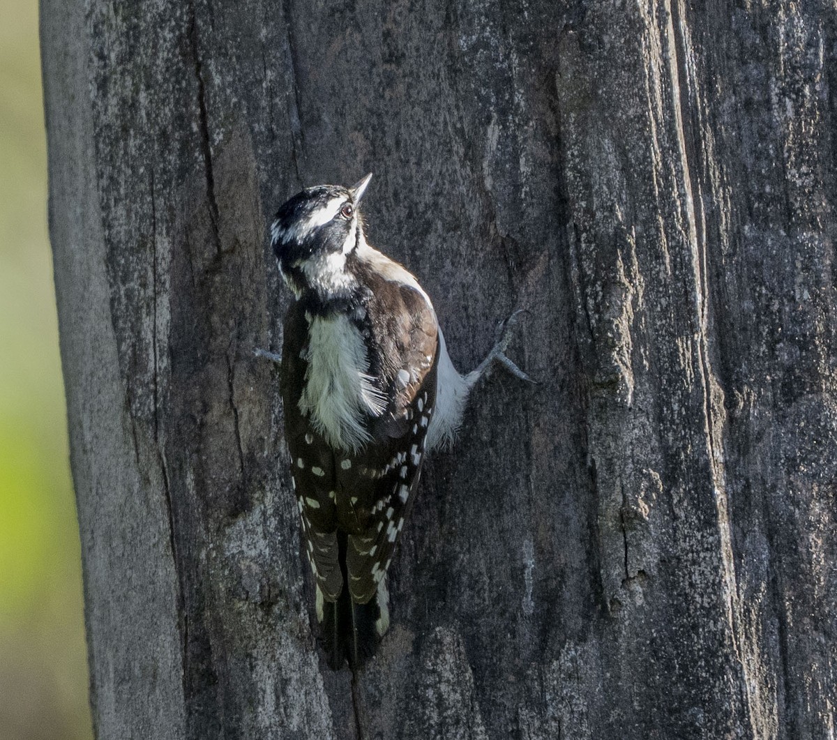 Downy Woodpecker - ML618303000