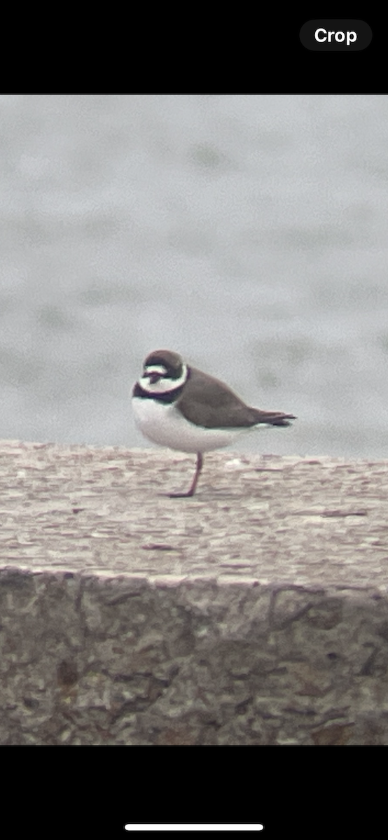 Semipalmated Plover - ML618303001