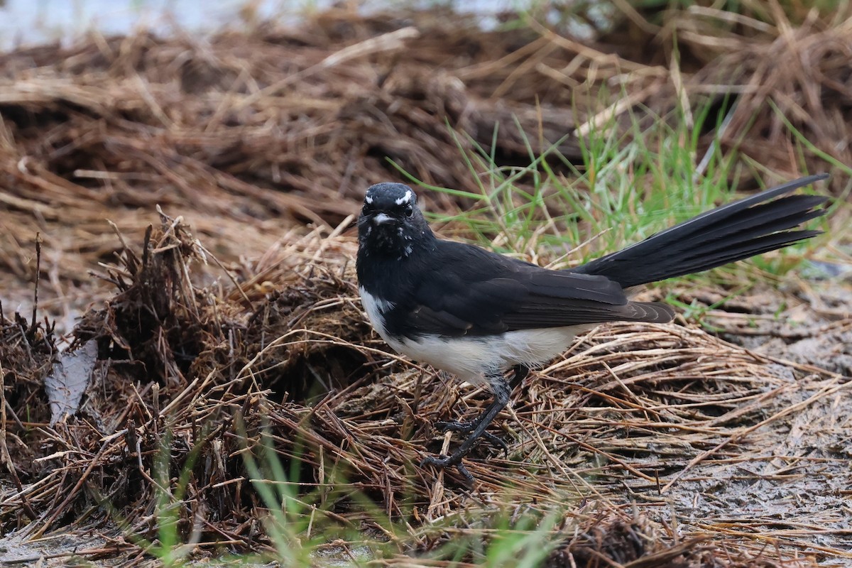 Willie-wagtail - ML618303009