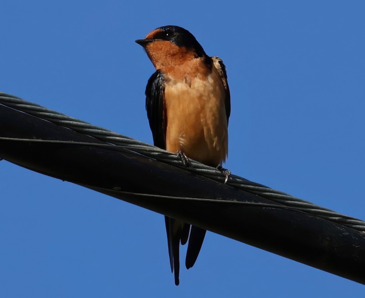 Barn Swallow - ML618303022