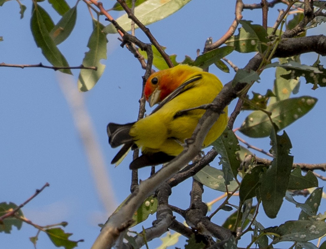 Western Tanager - ML618303024