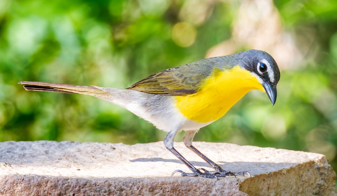 Yellow-breasted Chat - ML618303033