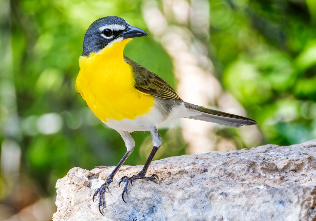 Yellow-breasted Chat - ML618303034