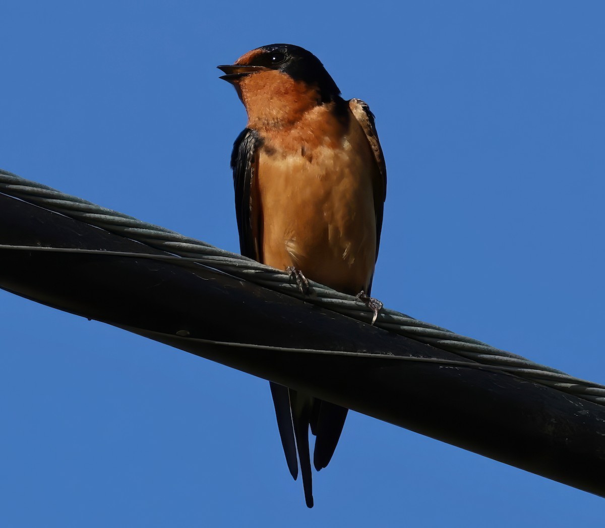 Barn Swallow - ML618303035