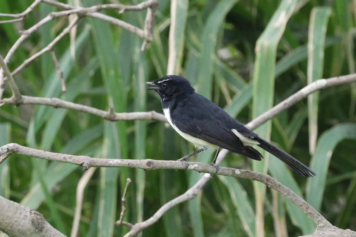 Willie-wagtail - ML618303041