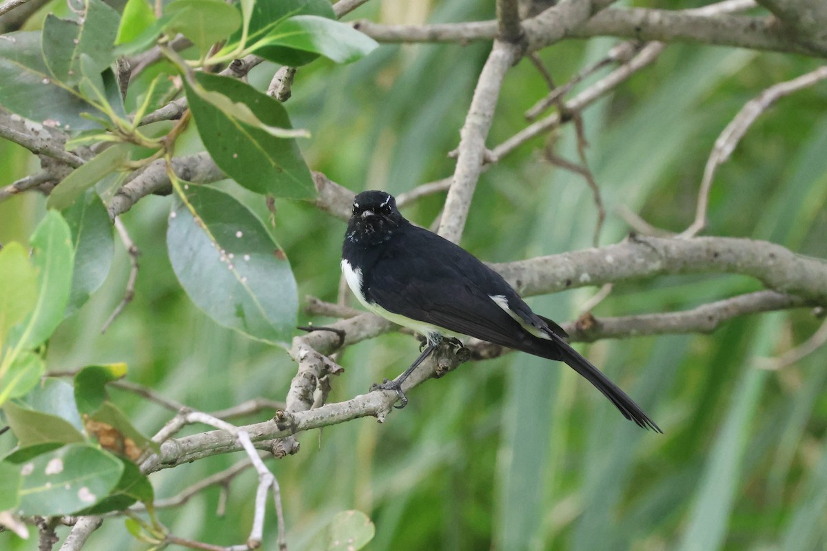 Willie-wagtail - ML618303042