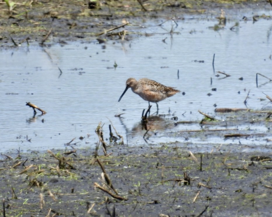 Long-billed Dowitcher - ML618303047