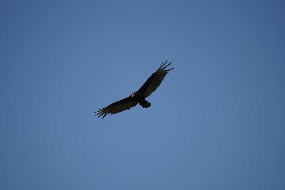 Turkey Vulture - ML618303134