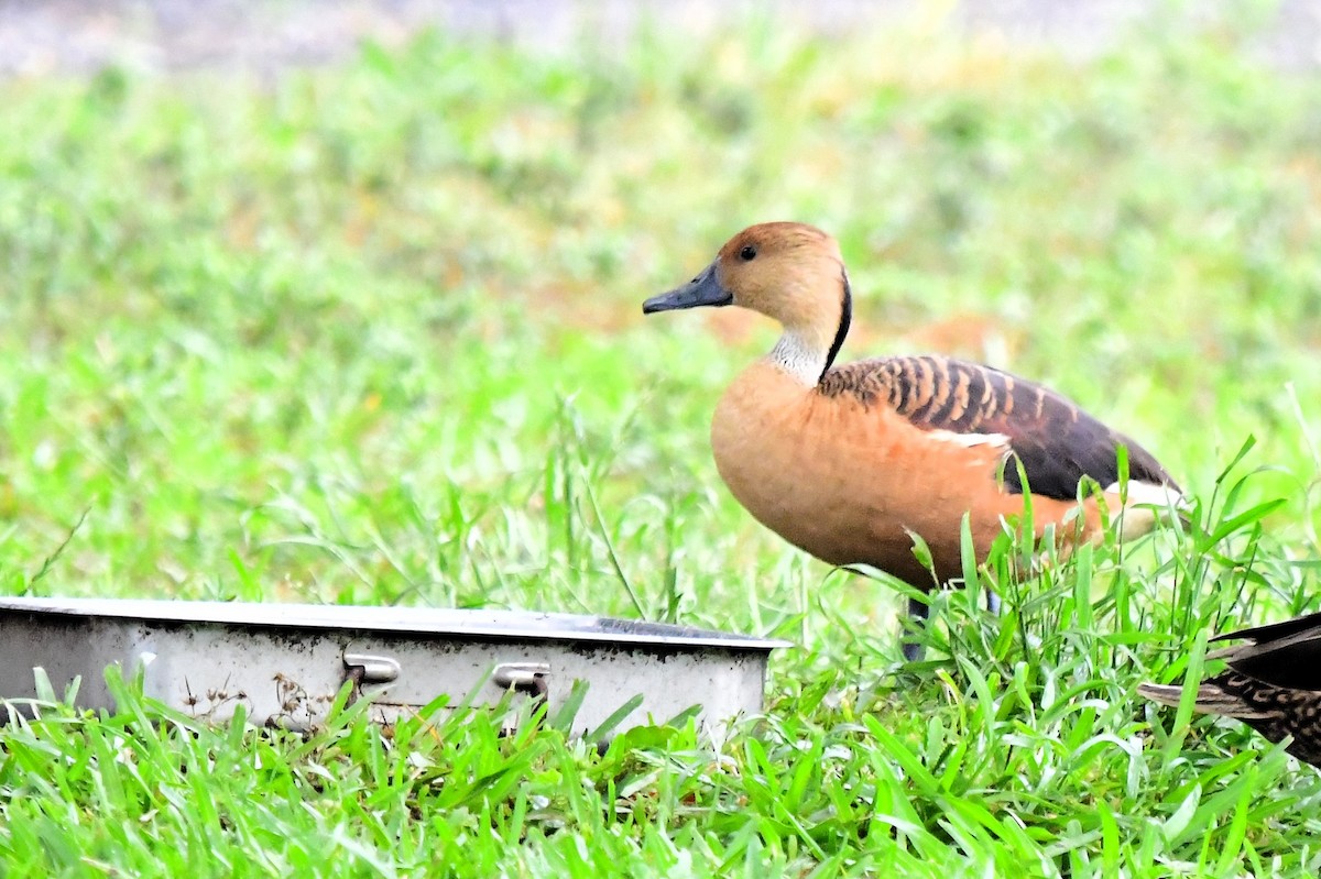 Fulvous Whistling-Duck - ML618303147