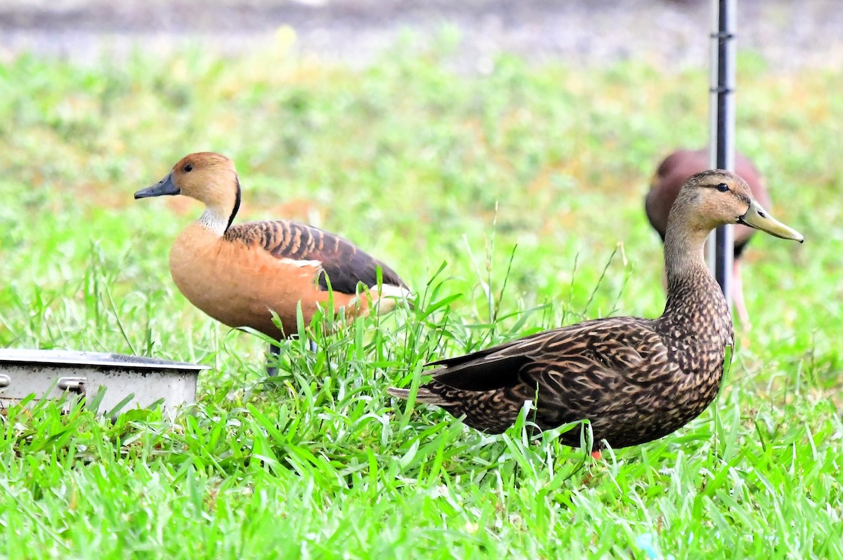Fulvous Whistling-Duck - ML618303148